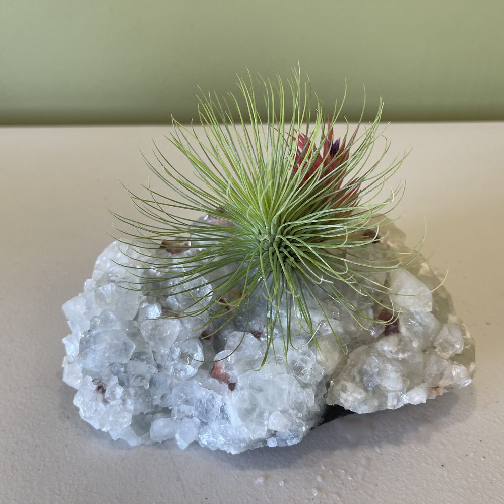 Living Air Plant on a Gemstone