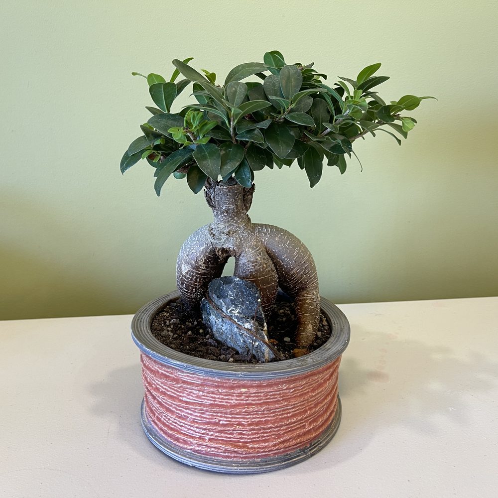 Rare Potted Fig Tree