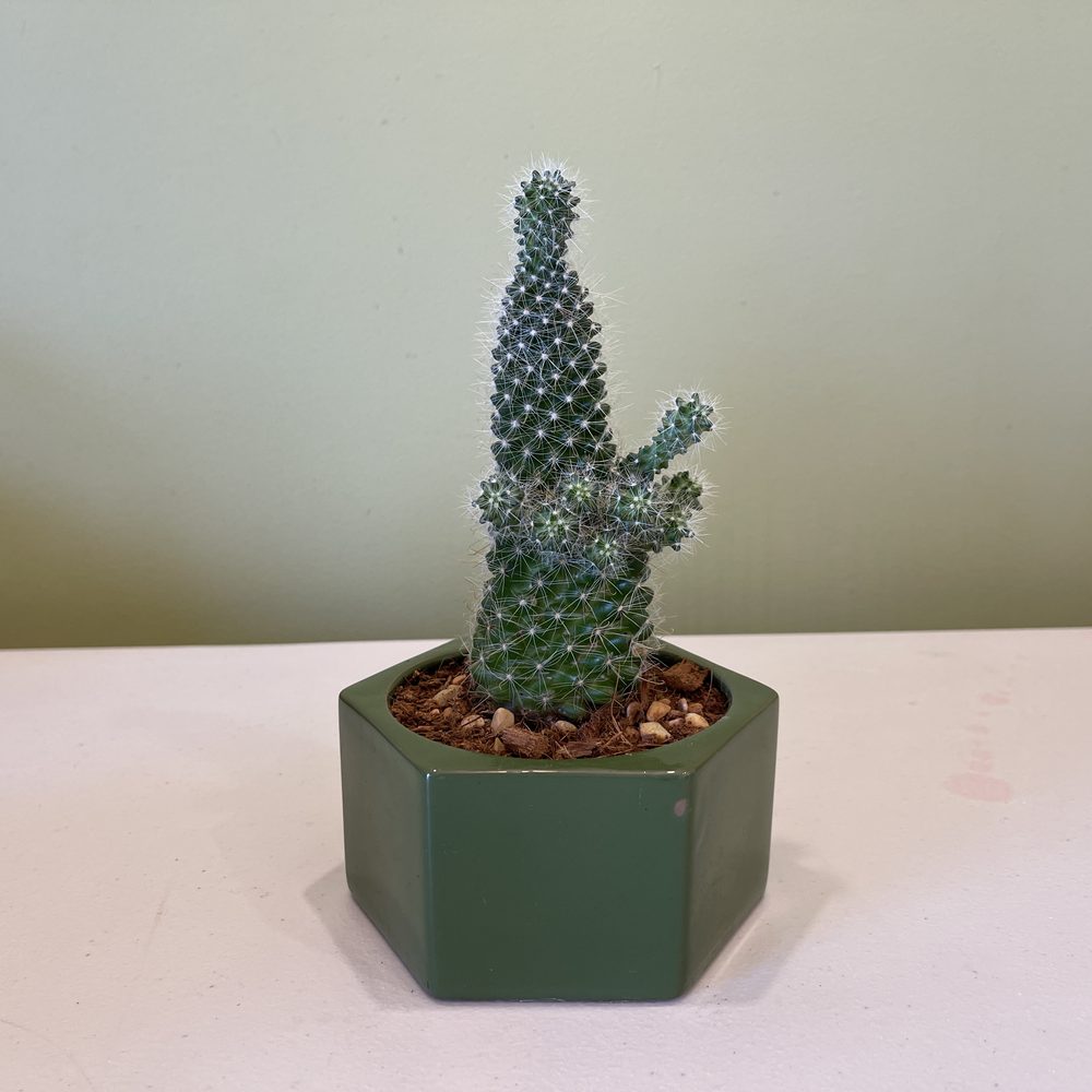 Potted Cactus
