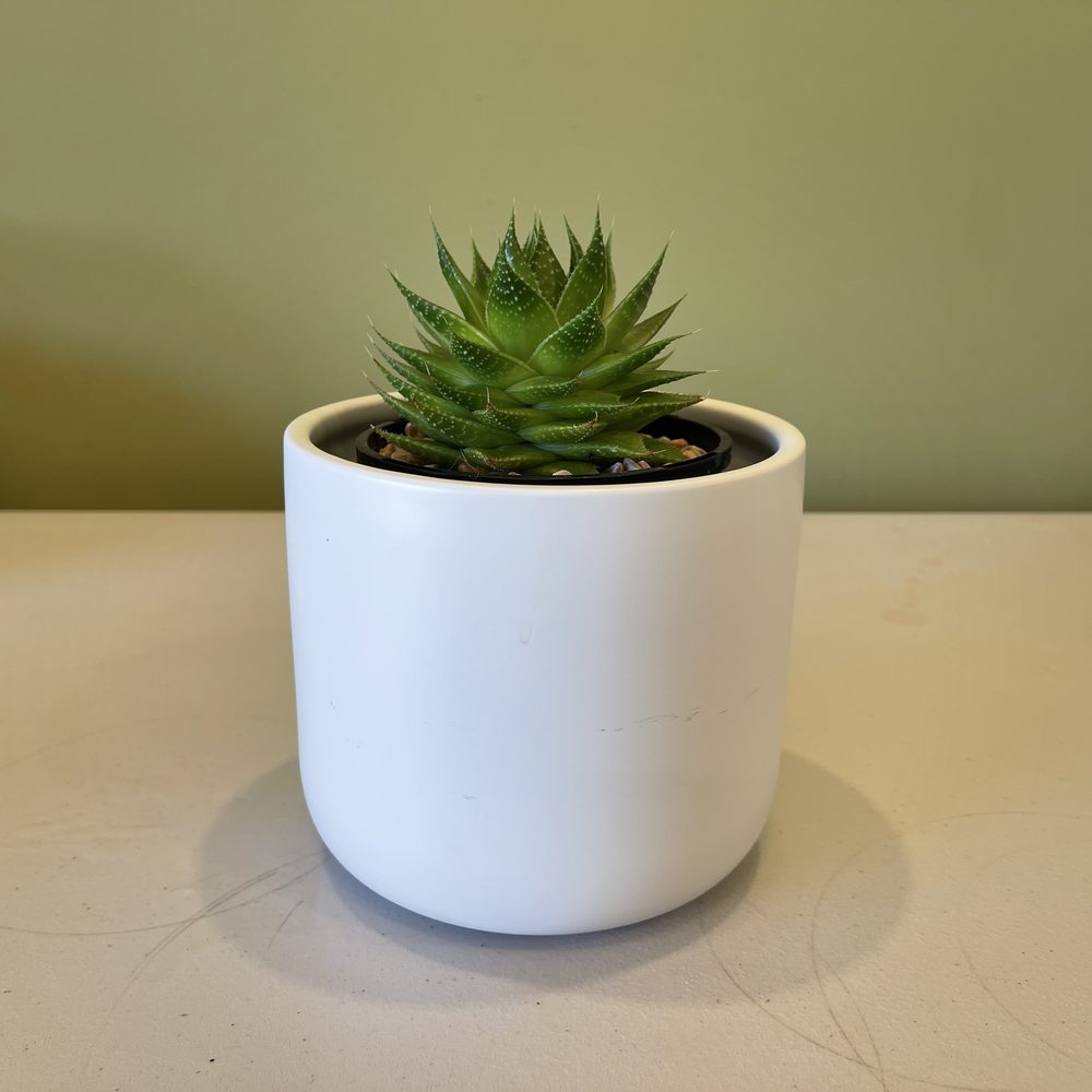 Potted Cactus