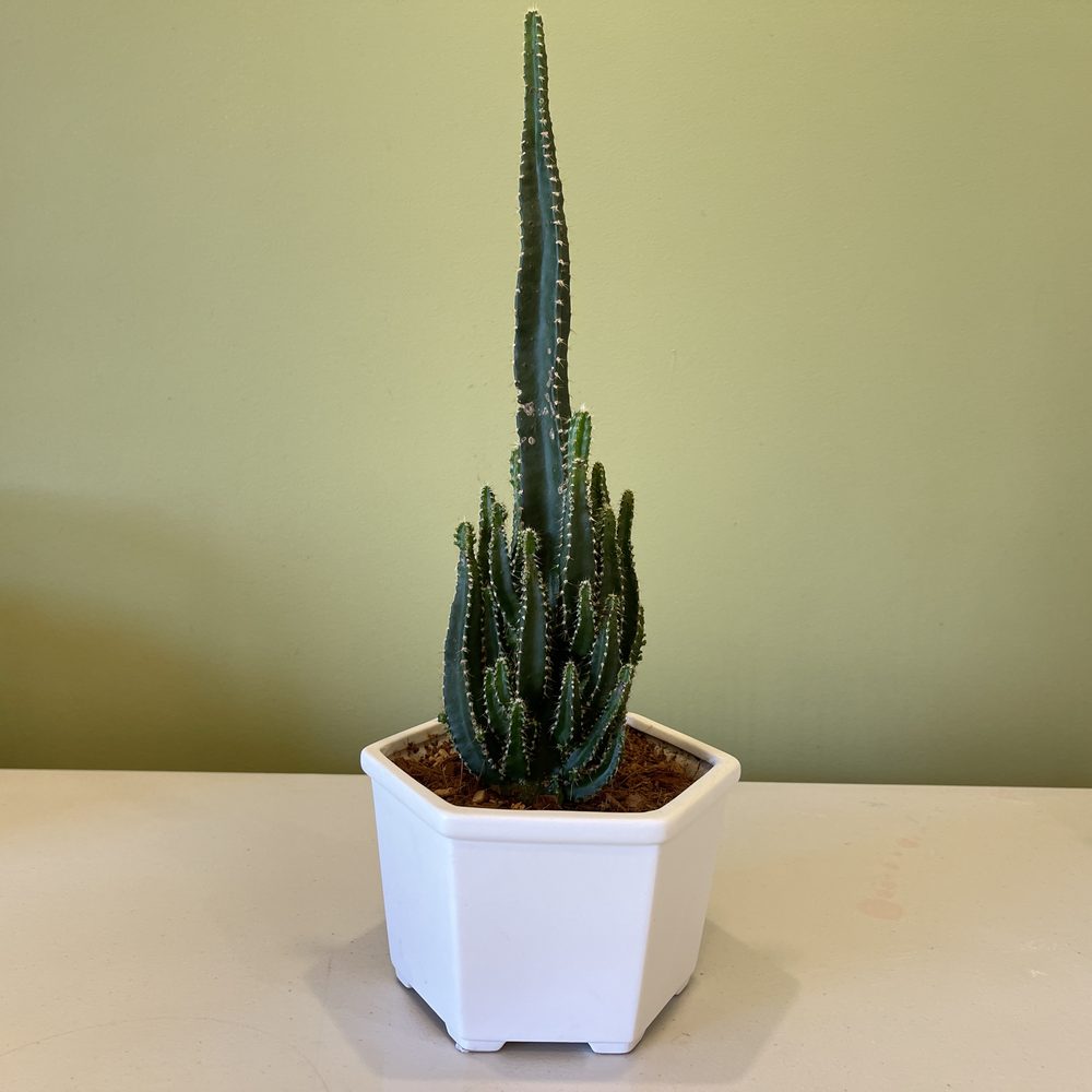 Potted Cactus