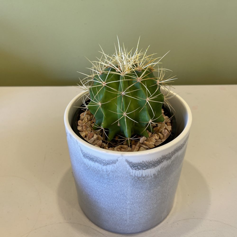 Potted Cactus