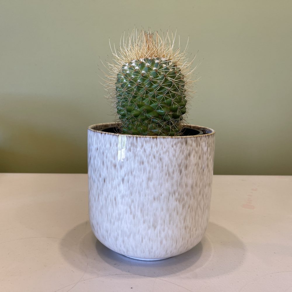 Potted Cactus
