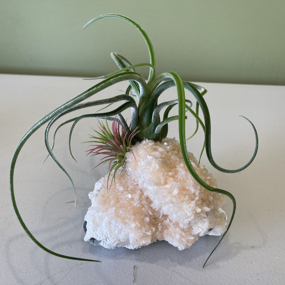 Living Air Plant on a Gemstone