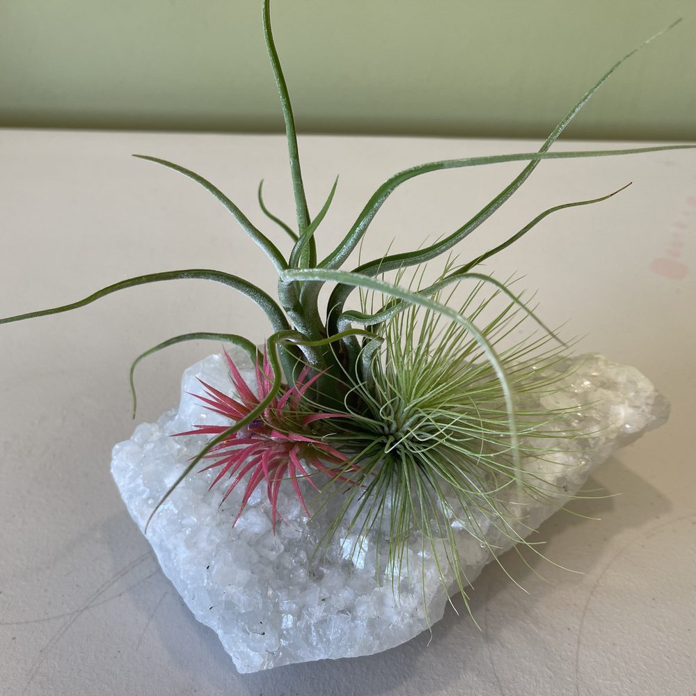 Living Air Plant on a Gemstone