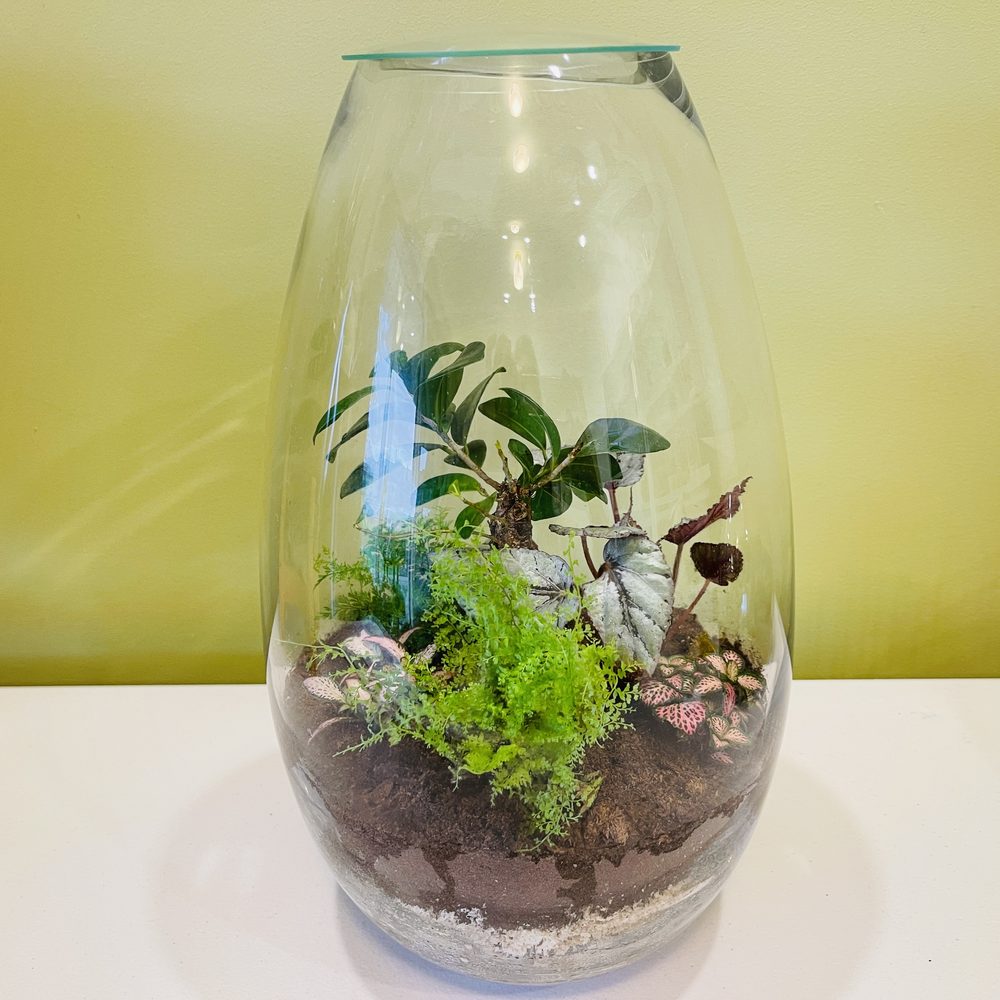 Large Closed (or Open) Fig Tree Terrarium