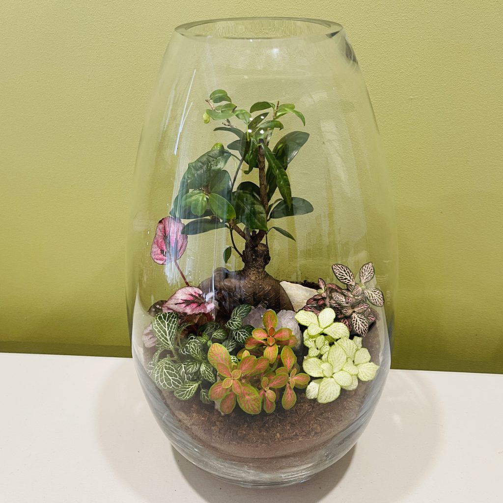 Large open fig tree terrarium(T110 23 x 39cm) Geelong Terrariums (and Indoor Plants)