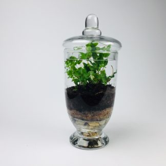 'Companion' living terrarium(Companion-002 / 9 x 20 cm)