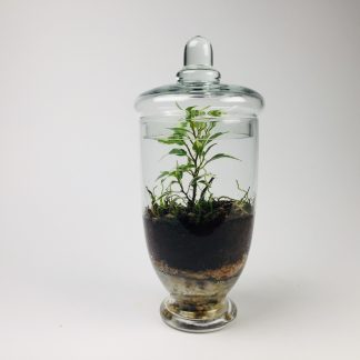 'Companion' living terrarium(Companion-010 / 9 x 20 cm)