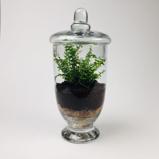 'Companion' living terrarium(Companion-011 / 9 x 20 cm)