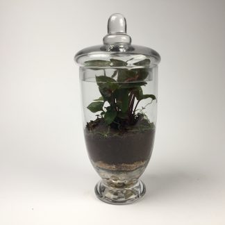 'Companion' living terrarium(Companion-012 / 9 x 20 cm)