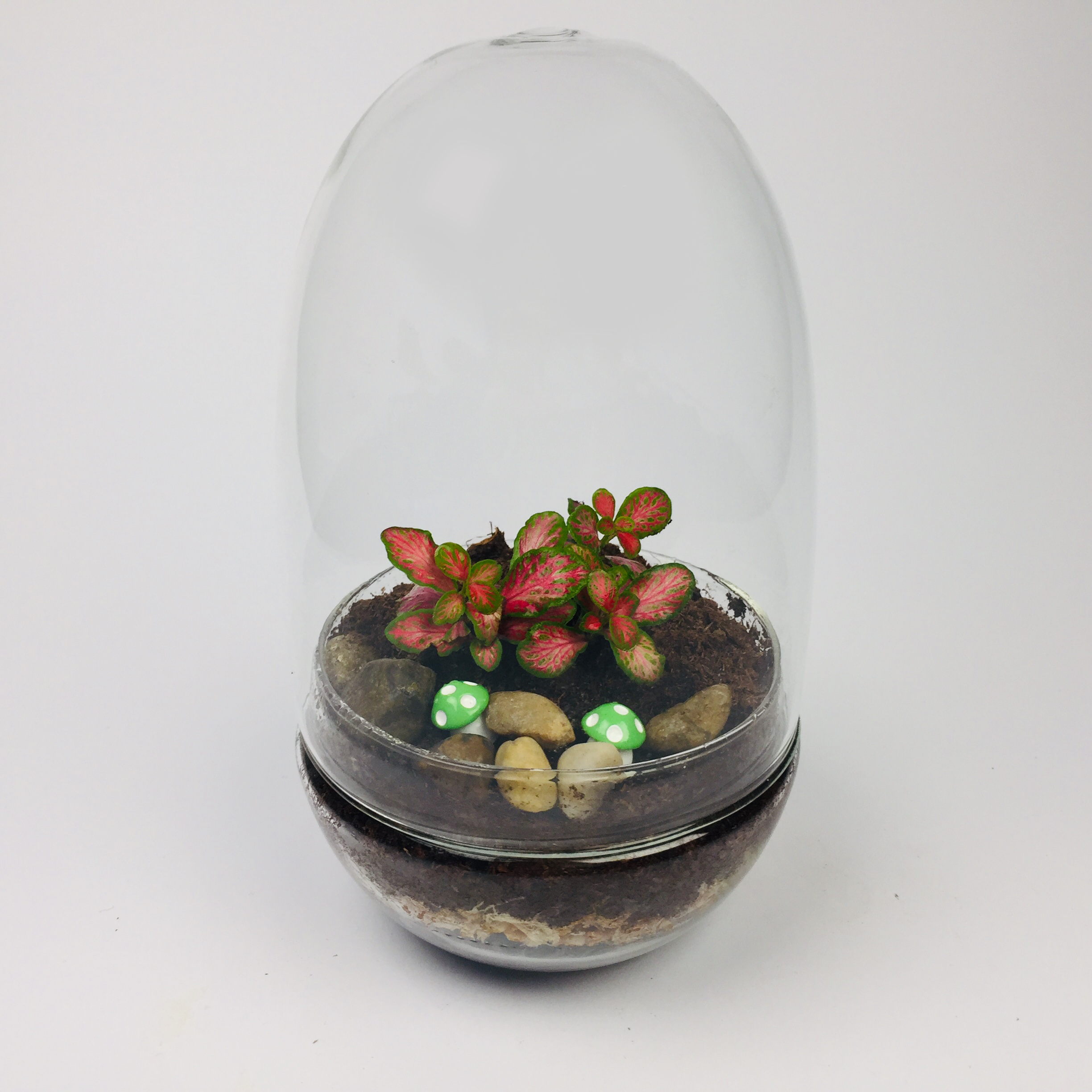 Eggdom-010 'Eggdom' living terrarium(Eggdom-010 / 9 x 17 cm)