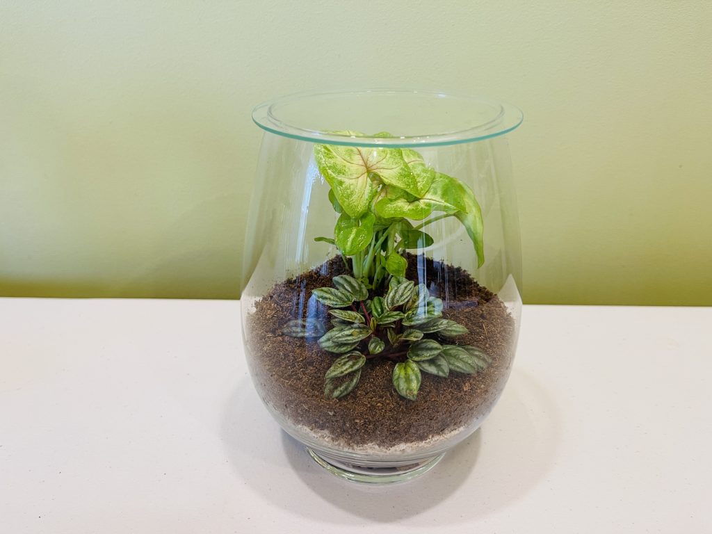 New terrarium(T103 14 x 20cm) Geelong Terrariums (and Indoor Plants)