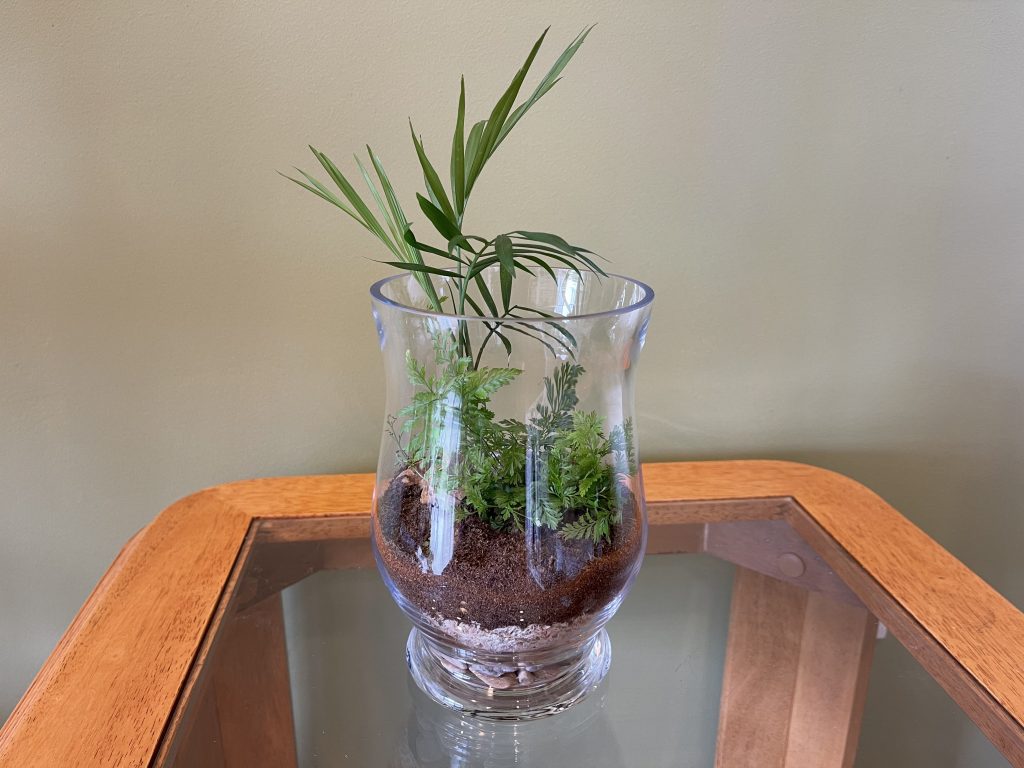 Open living terrarium(T022 13 x 19 cm) Geelong Terrariums (and Indoor Plants)