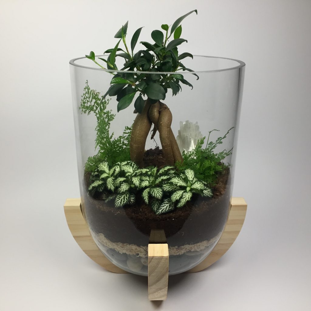 ‘Crystal’ large open living terrarium with wooden base, fig tree and