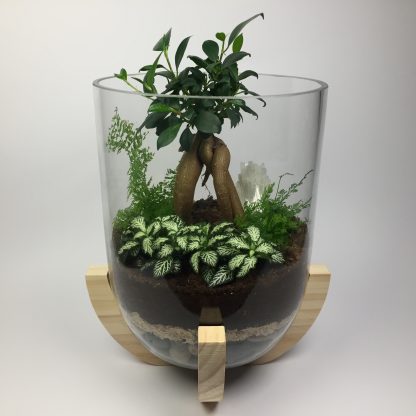 "Paradise" large open terrarium with wooden base, fig tree and natural crystal gemstone