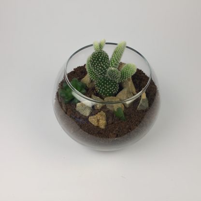 Cactus terrarium (T076)
