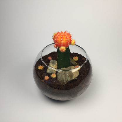 T30 Cactus Terrarium 11cm (h) x 15cm (w)