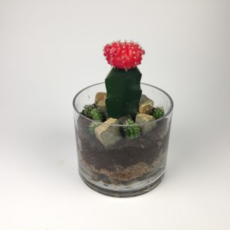 T31 Cactus Terrarium 11cm (h) x 15cm (w)