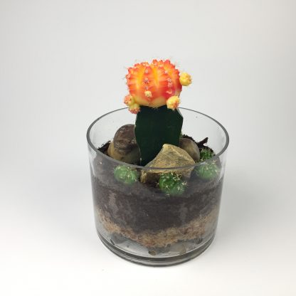 T32 Cactus Terrarium 11cm (h) x 15cm (w)