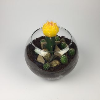 T33 Cactus Terrarium 11cm (h) x 15cm (w)