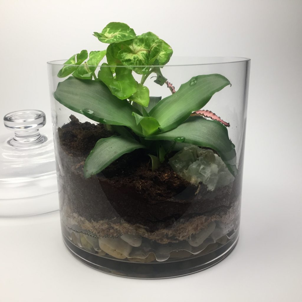 Living terrarium(T042 15 x 21 cm) Geelong Terrariums (and Indoor Plants)
