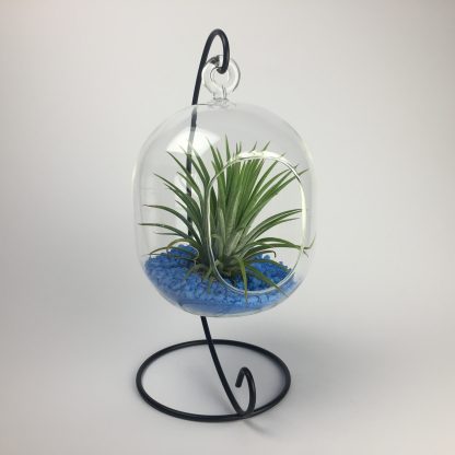 Hanging air plant terrarium