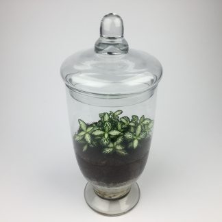 "Companion" terrarium