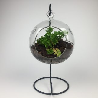 Hanging air plant terrarium