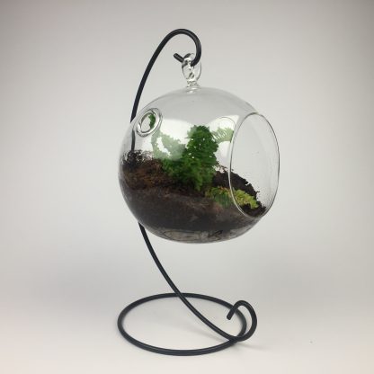 Hanging air plant living terrarium