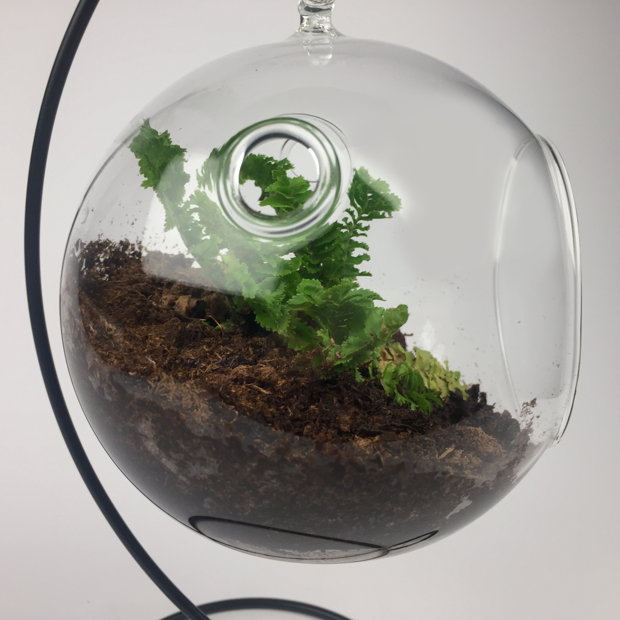 T062d Hanging air plant living terrarium