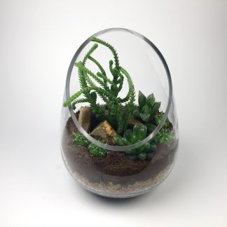 Cactus terrarium (T079)