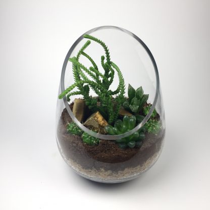 Cactus terrarium (T079)